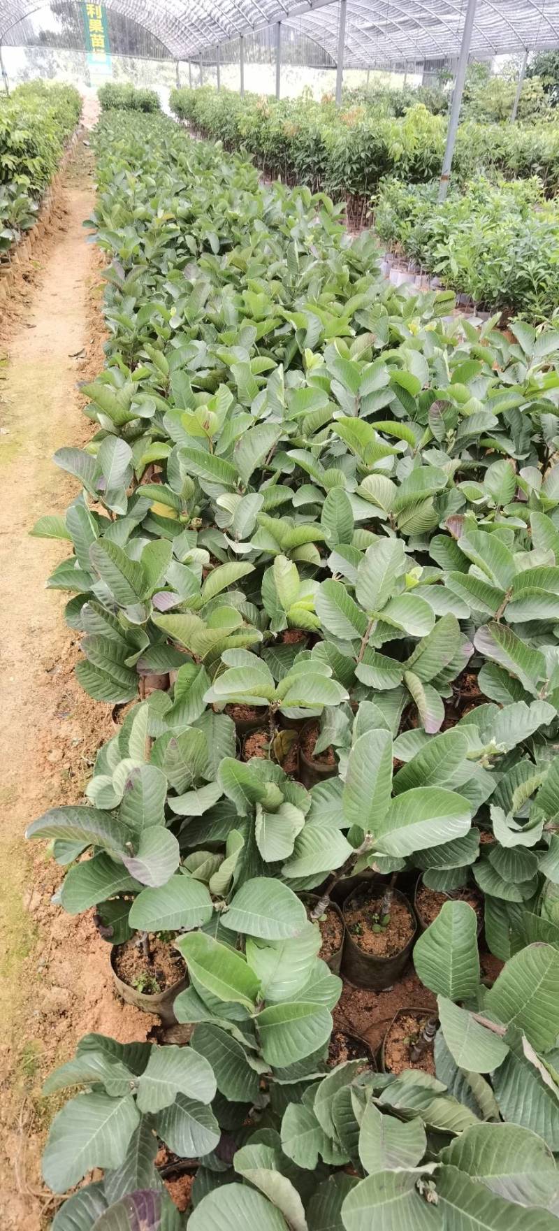 【正品】台湾珍珠番石榴苗，基地现挖，包成活率，品种纯正