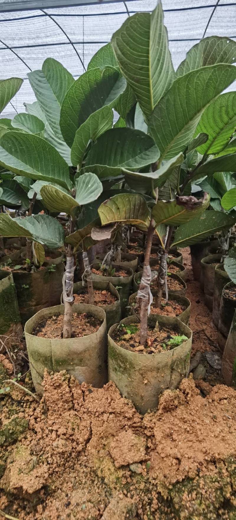 【正品】台湾珍珠番石榴苗，基地现挖，包成活率，品种纯正