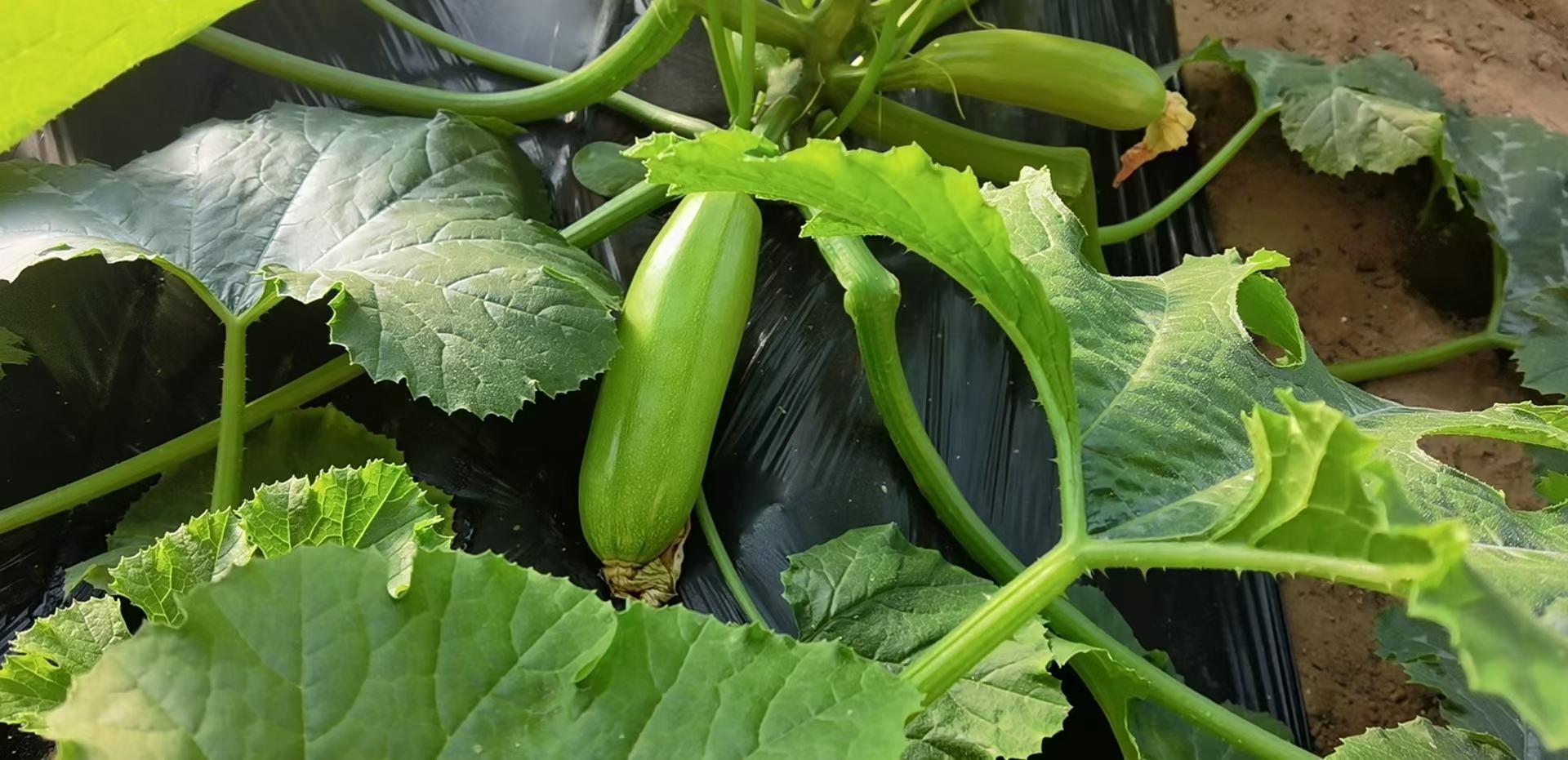 西葫芦种植田间实景