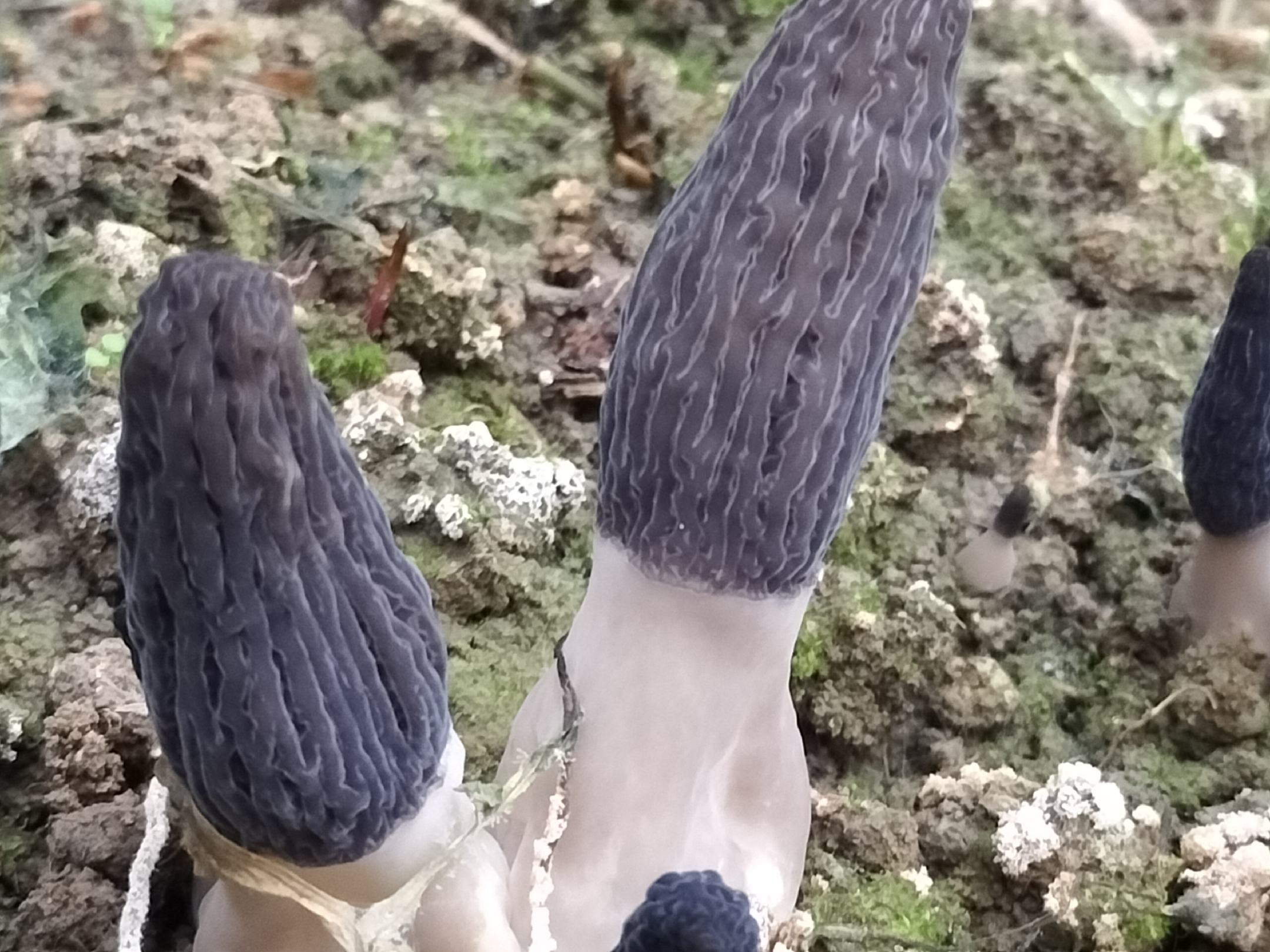 天然与人工羊肚菌对比图