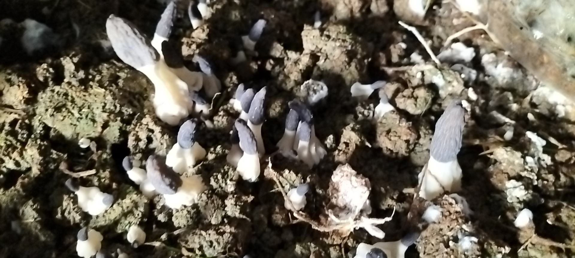 展示真羊肚菌与假羊肚菌的形态对比,包括菌盖、菌柄和整体结构 羊肚菌与假羊肚菌对比图