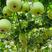 新研发小型冬瓜新品种芋头香味冬瓜种子一串铃冬瓜耐热