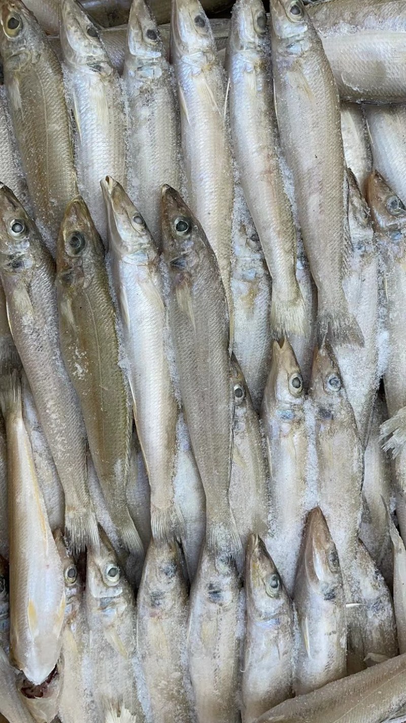 沙丁鱼沙尖鱼沙梭鱼新鲜速冻海鱼烧烤食材金沙丁