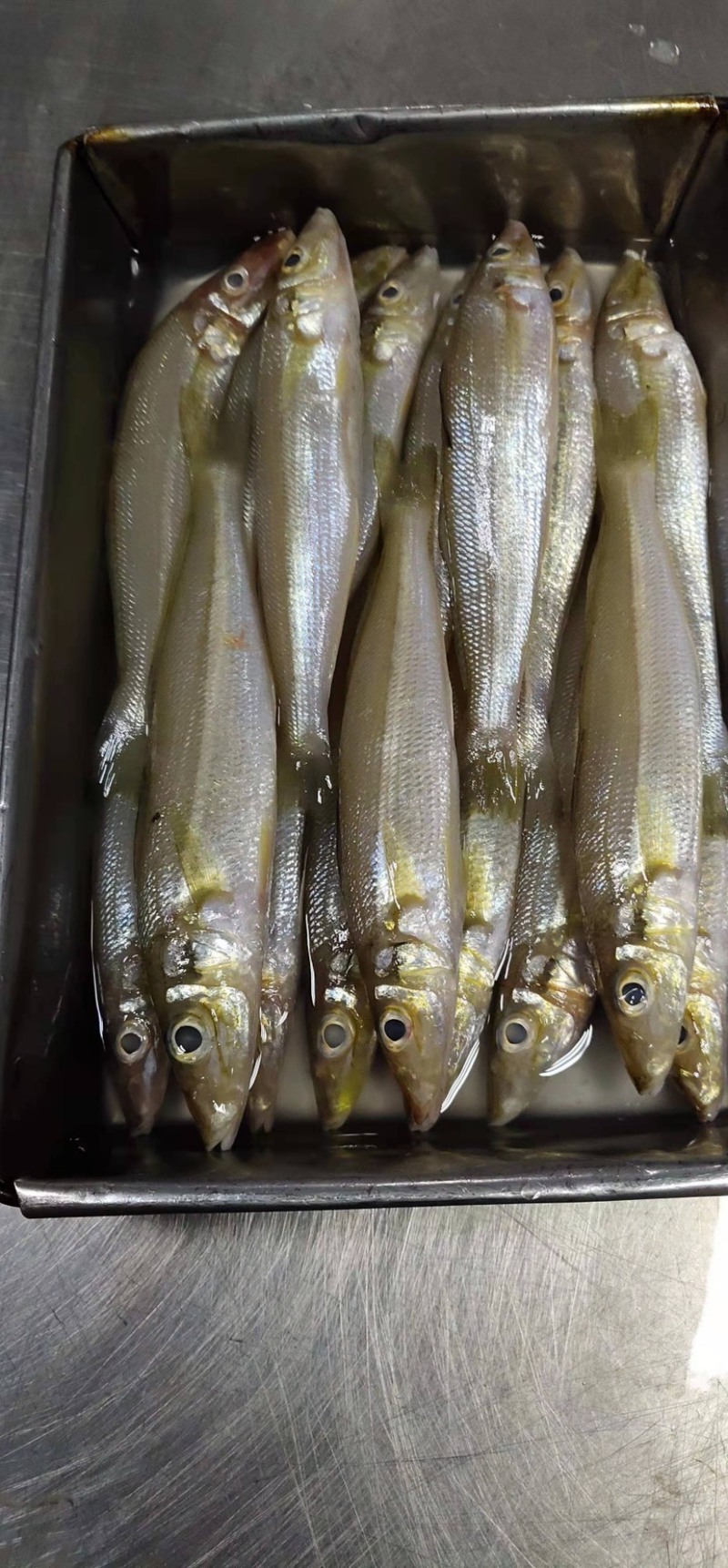 沙丁鱼沙尖鱼沙梭鱼新鲜速冻海鱼烧烤食材金沙丁