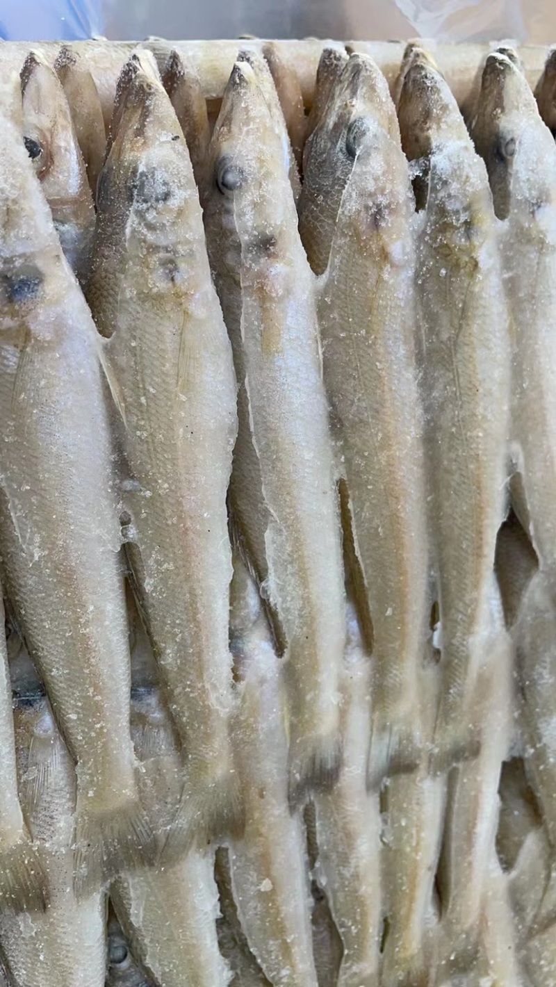 沙丁鱼沙尖鱼沙梭鱼新鲜速冻海鱼烧烤食材金沙丁