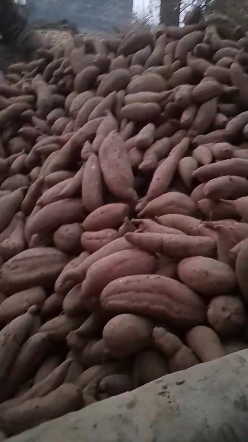 精品西瓜红红薯产地现货量大从优欢迎采购