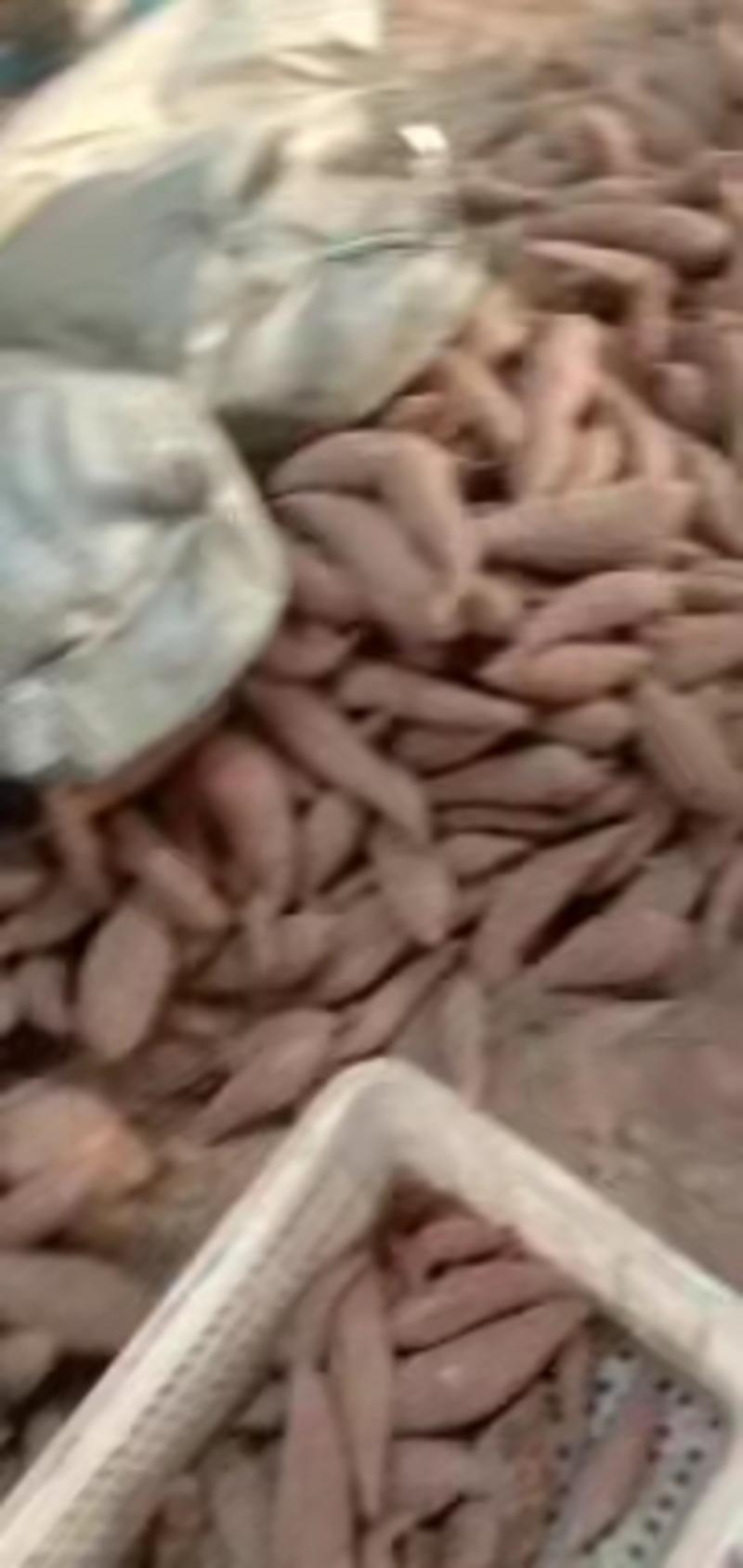 精品西瓜红红薯产地现货量大从优欢迎采购