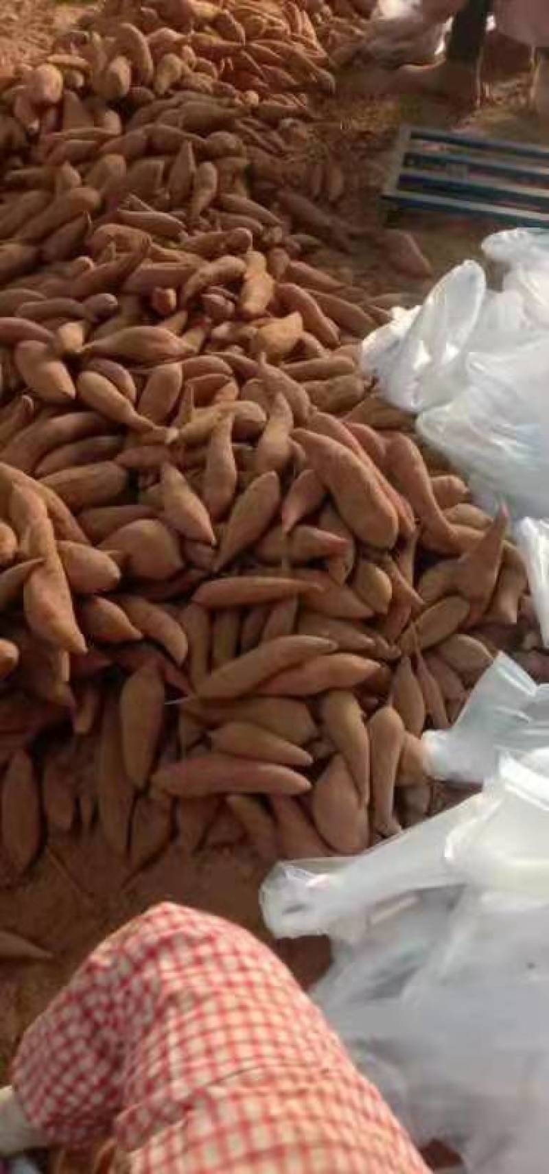 精品西瓜红红薯产地现货量大从优欢迎采购