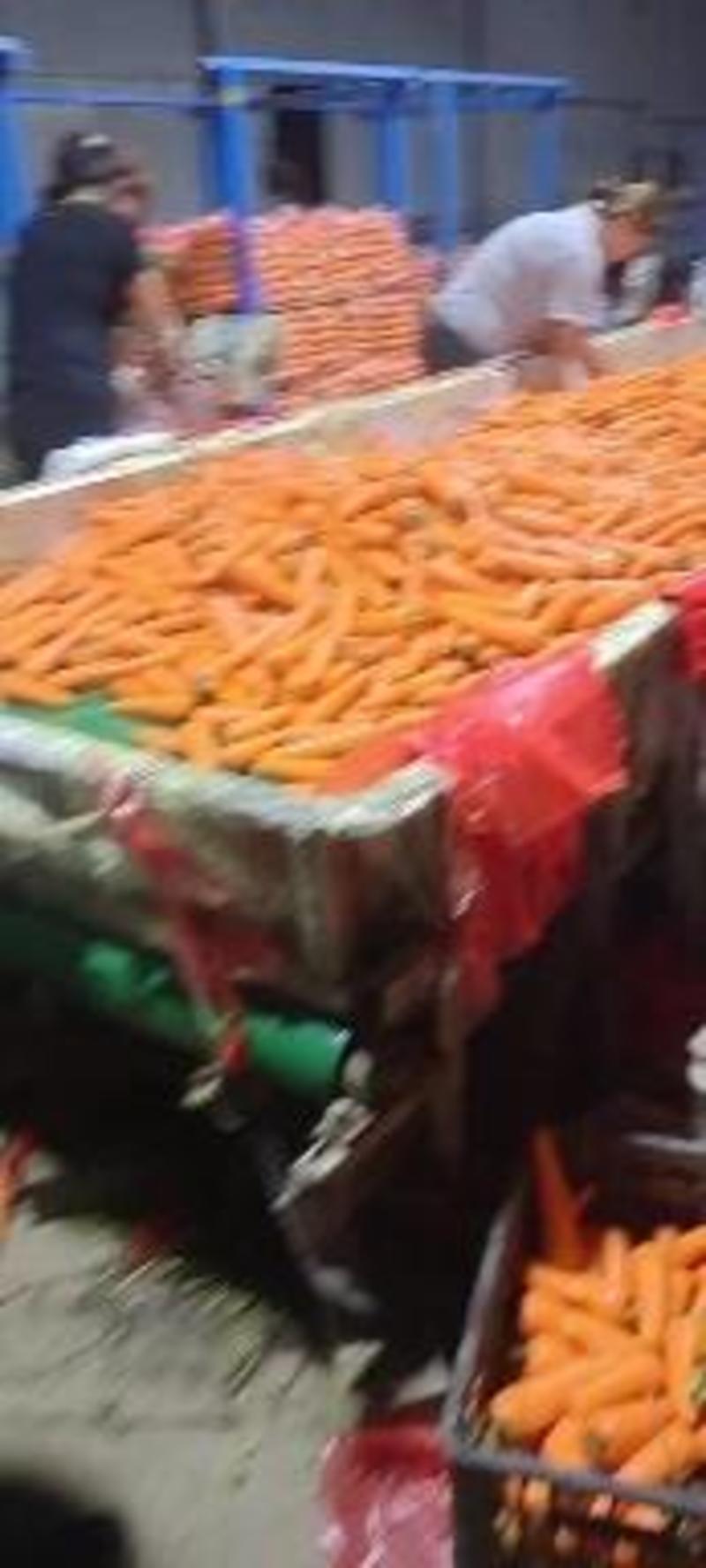 商丘通许红萝卜精品水洗三红胡萝卜产地现货欢迎采购