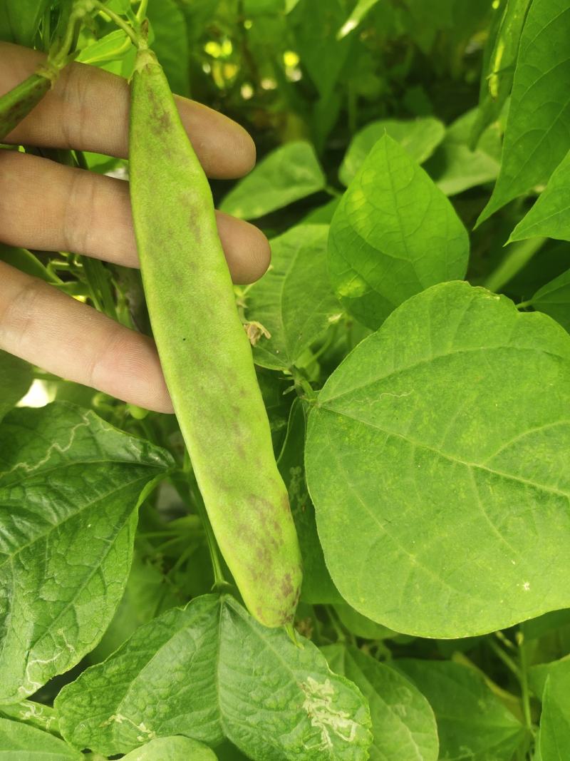 广东省茂名市电白区，油豆大量上市中产地一手货源。