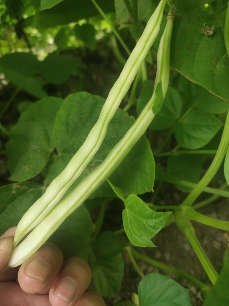 广东省茂名市电白区，油豆大量上市中产地一手货源。
