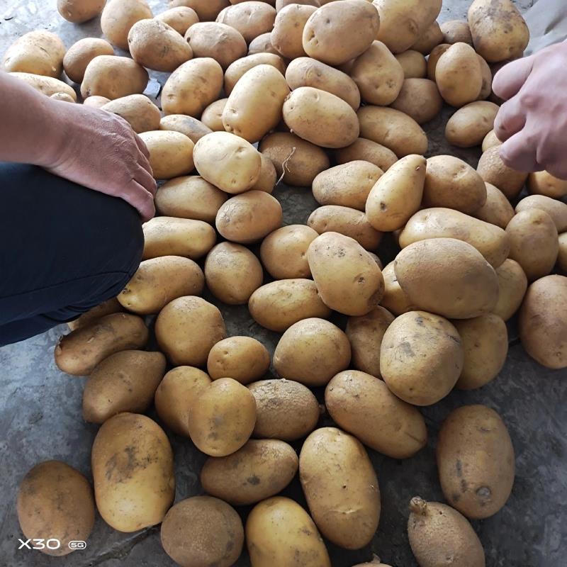大家好精品荷兰土豆大量出库有需要的老板欢迎在一宙田上和我