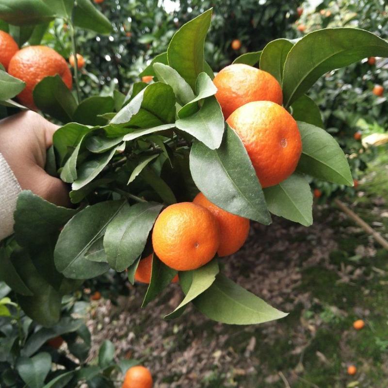 桂林沙糖中大果