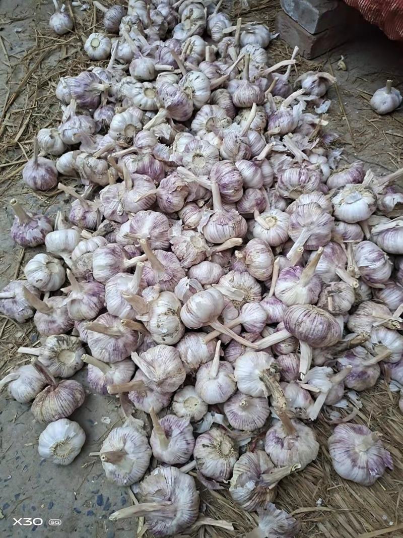 开封大蒜-紫皮蒜产地现货品质好价格优惠