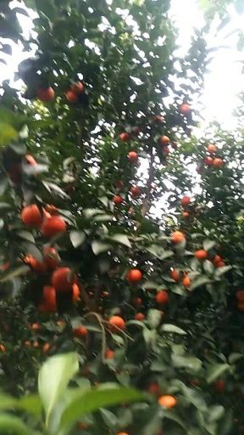 桂林沙糖中大果