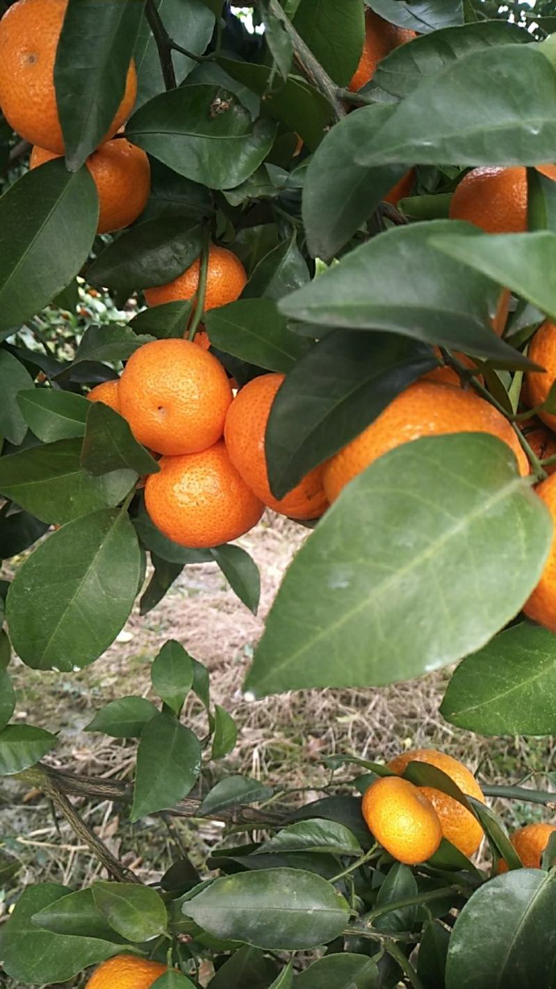 桂林沙糖中大果