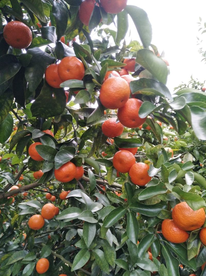 桂林沙糖中大果