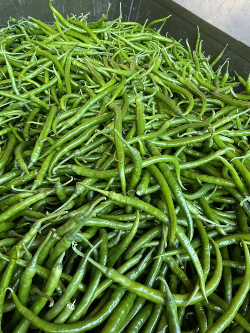 线椒，螺丝椒，泡椒，尖椒，新鲜，当天采摘，发车