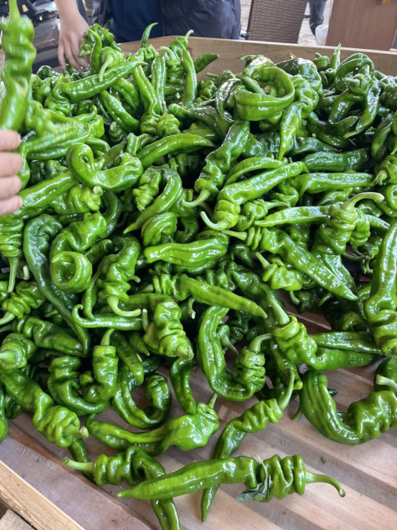 线椒，螺丝椒，泡椒，尖椒，新鲜，当天采摘，发车