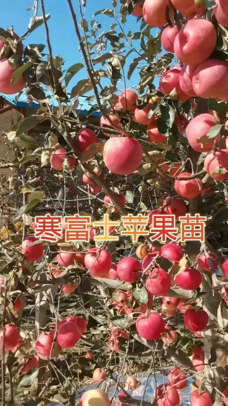 寒富苹果苗，基地直供，矮化苗，乔化苗，保证质量保证纯度保