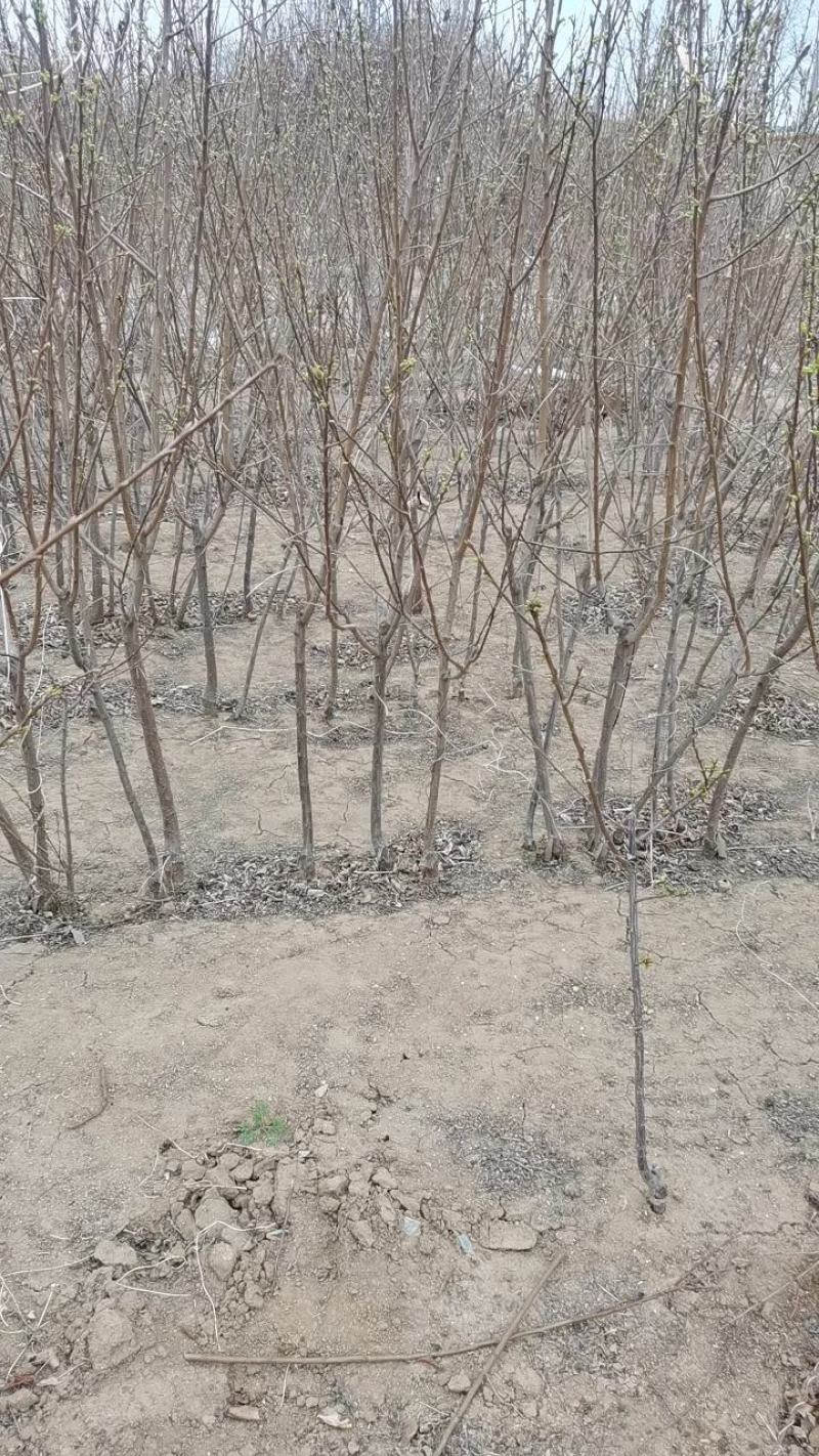 寒富苹果苗，基地直供，矮化苗，乔化苗，保证质量保证纯度保