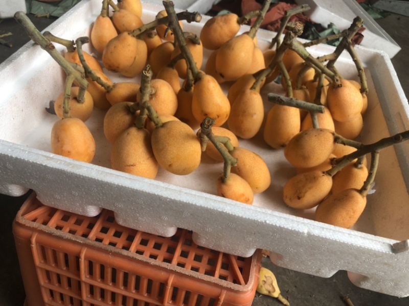 枇杷