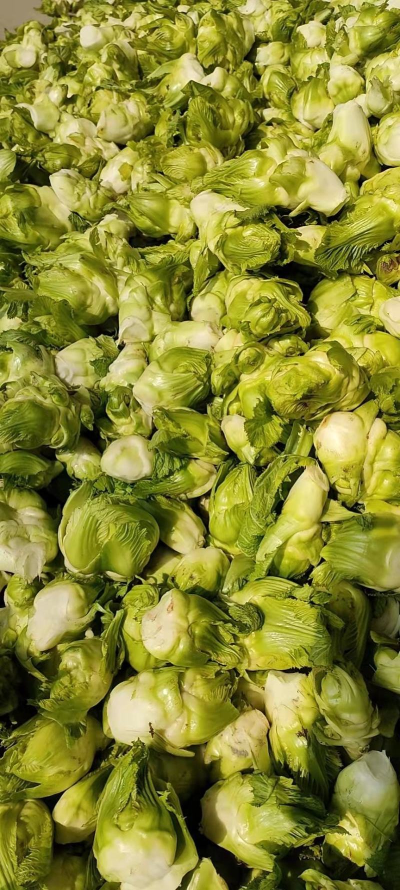 【推荐】四川精品儿菜一手货源基地直发可视频看货
