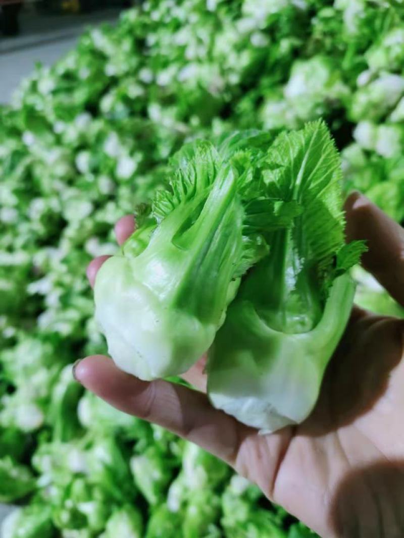 【推荐】四川精品儿菜一手货源基地直发可视频看货