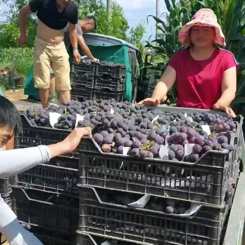 精品巨峰葡萄，环博巨峰葡萄，陆地巨峰。代购