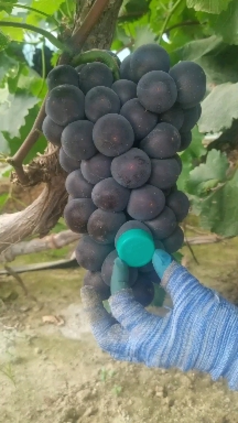 精品巨峰葡萄，环博巨峰葡萄，陆地巨峰。代购