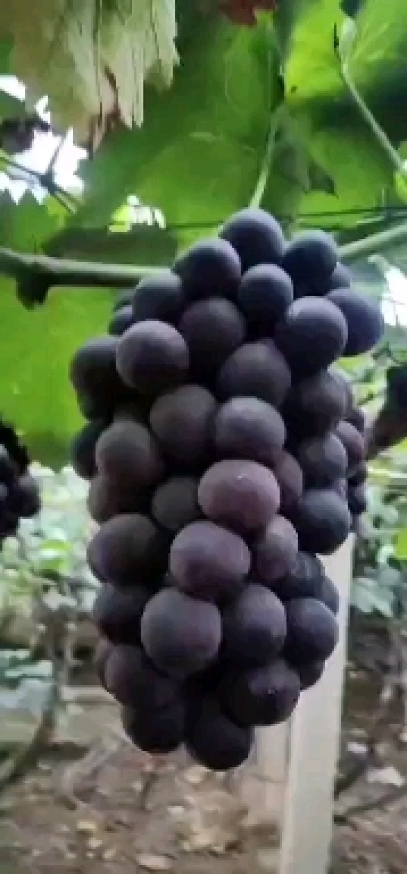 精品巨峰葡萄，环博巨峰葡萄，陆地巨峰。代购