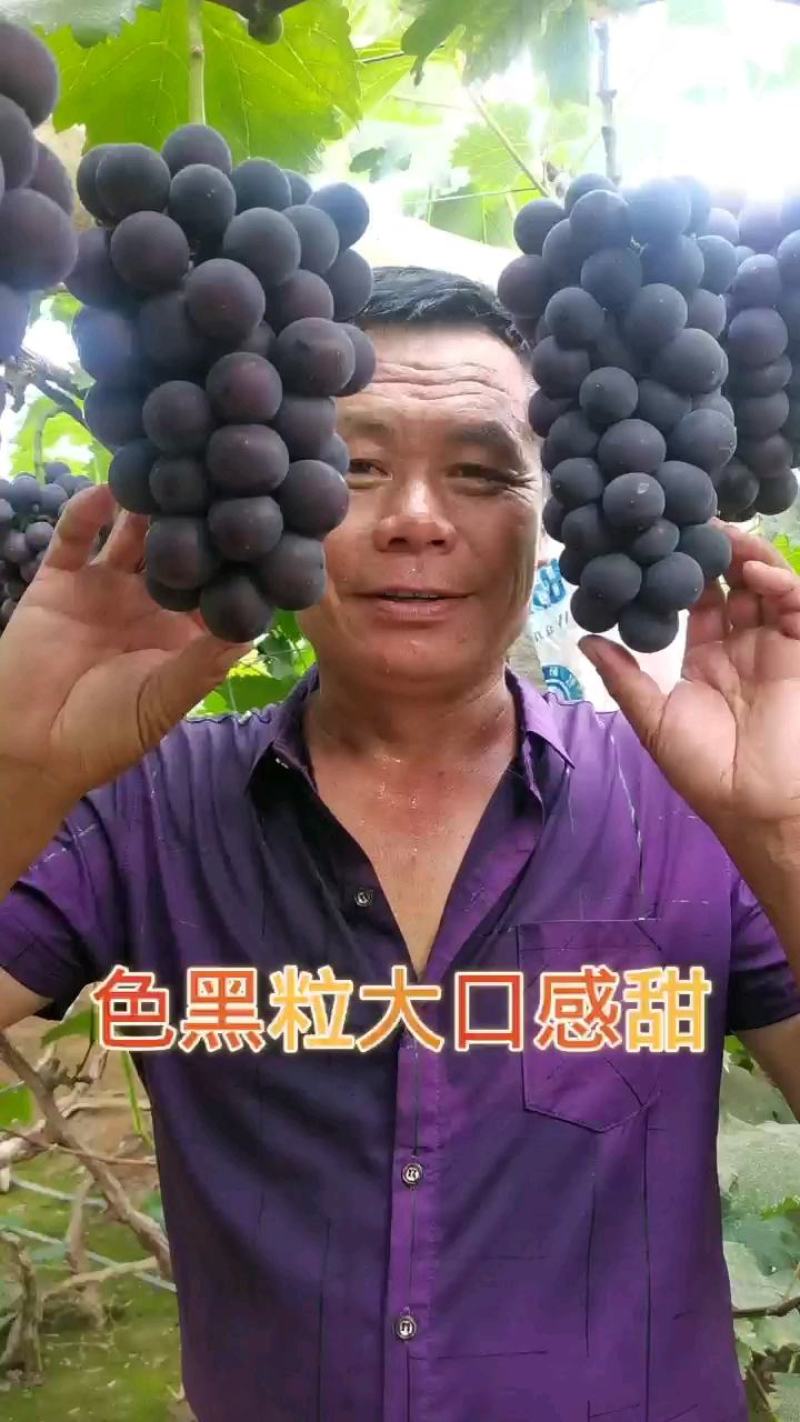 精品巨峰葡萄，环博巨峰葡萄，陆地巨峰。代购