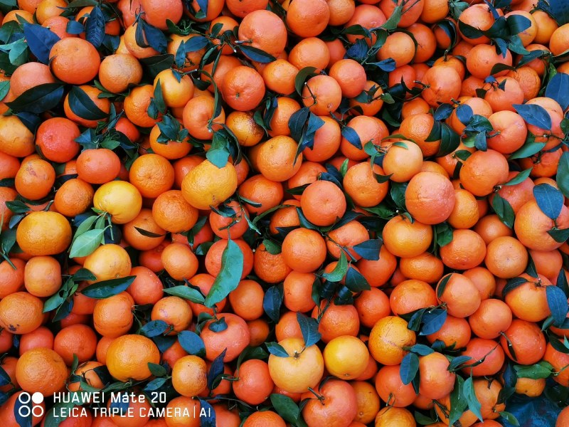 云南沃柑大量上市产地直销货源稳定货量充足沃柑果大汁甜