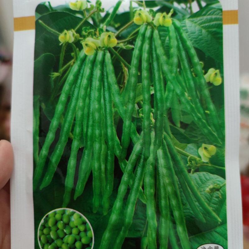绿珍珠绿豆种子，籽粒绿色,光泽较强,圆柱形,商品性优良。