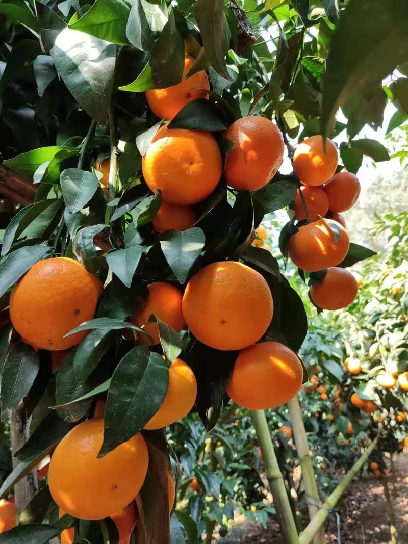 广西崇左柑橘精品沃柑柑桔产地直发货量充足商超品质