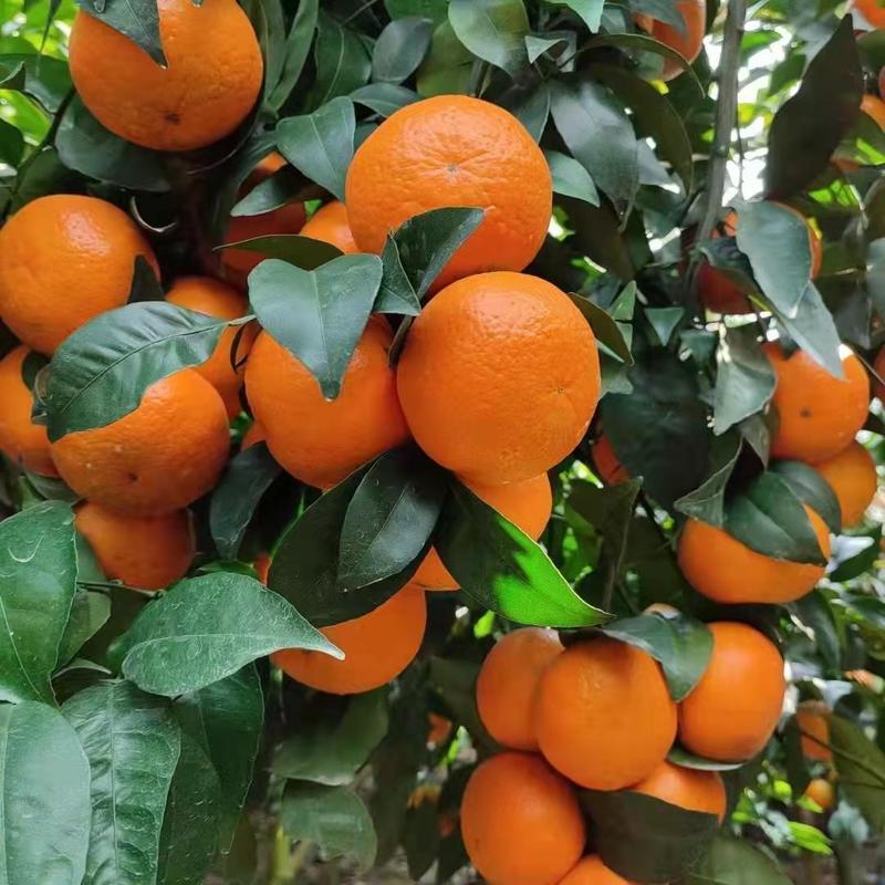 广西崇左柑橘精品沃柑柑桔产地直发货量充足商超品质