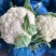 安徽有机花菜新鲜有机白花菜花散花现采现摘精品菜花