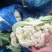 安徽有机花菜新鲜有机白花菜花散花现采现摘精品菜花