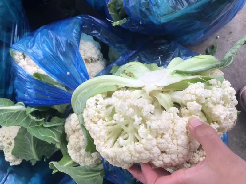 安徽有机花菜新鲜有机白花菜花散花现采现摘精品菜花