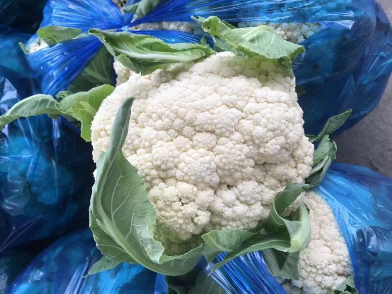 安徽有机花菜新鲜有机白花菜花散花现采现摘精品菜花