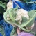 安徽有机花菜新鲜有机白花菜花散花现采现摘精品菜花