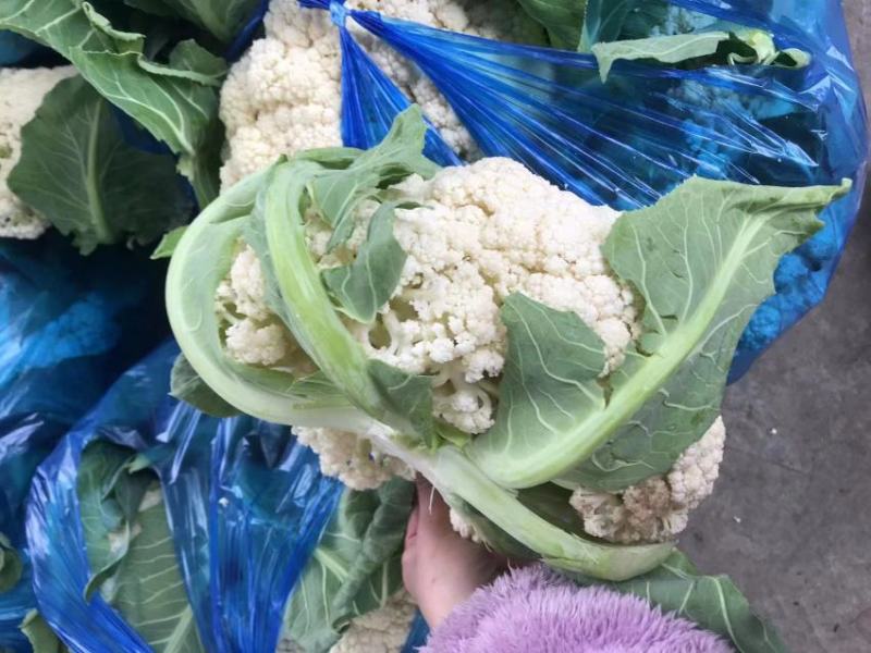 安徽有机花菜新鲜有机白花菜花散花现采现摘精品菜花
