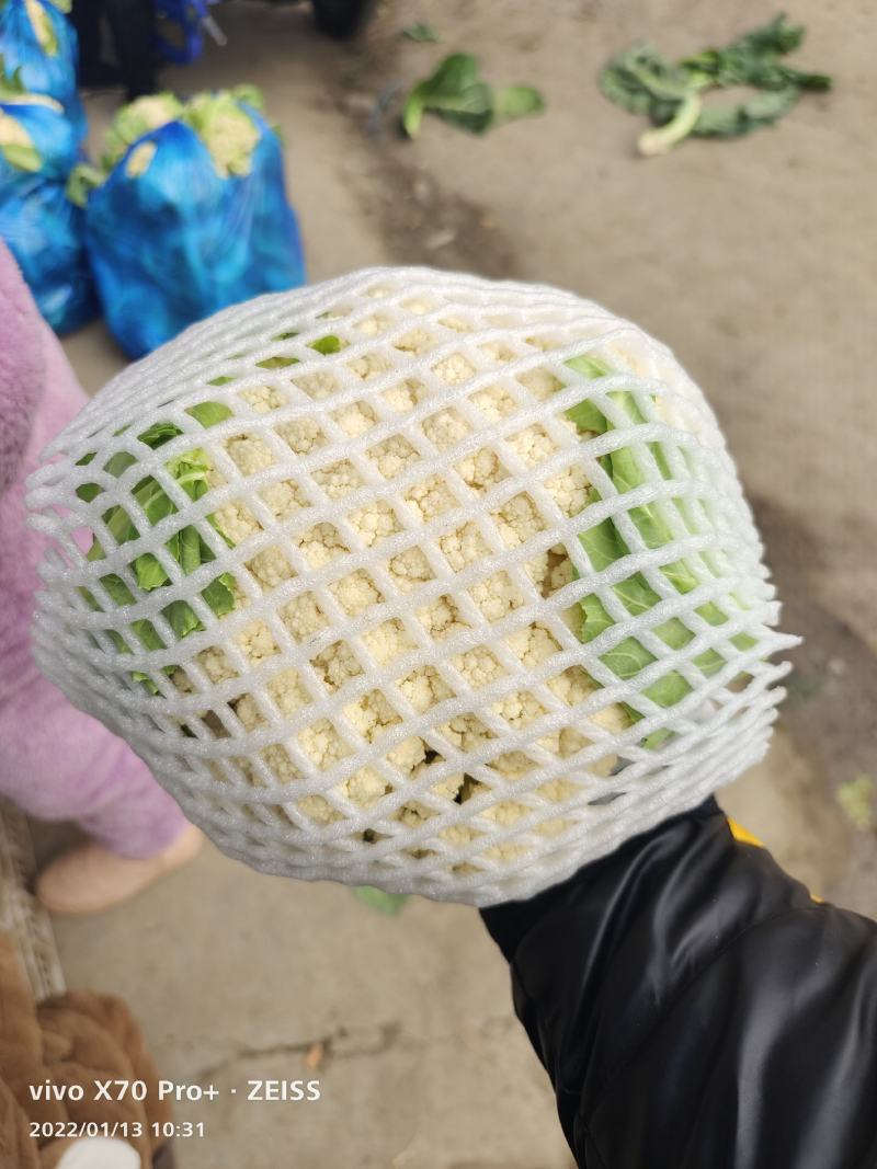 安徽有机花菜新鲜有机白花菜花散花现采现摘精品菜花