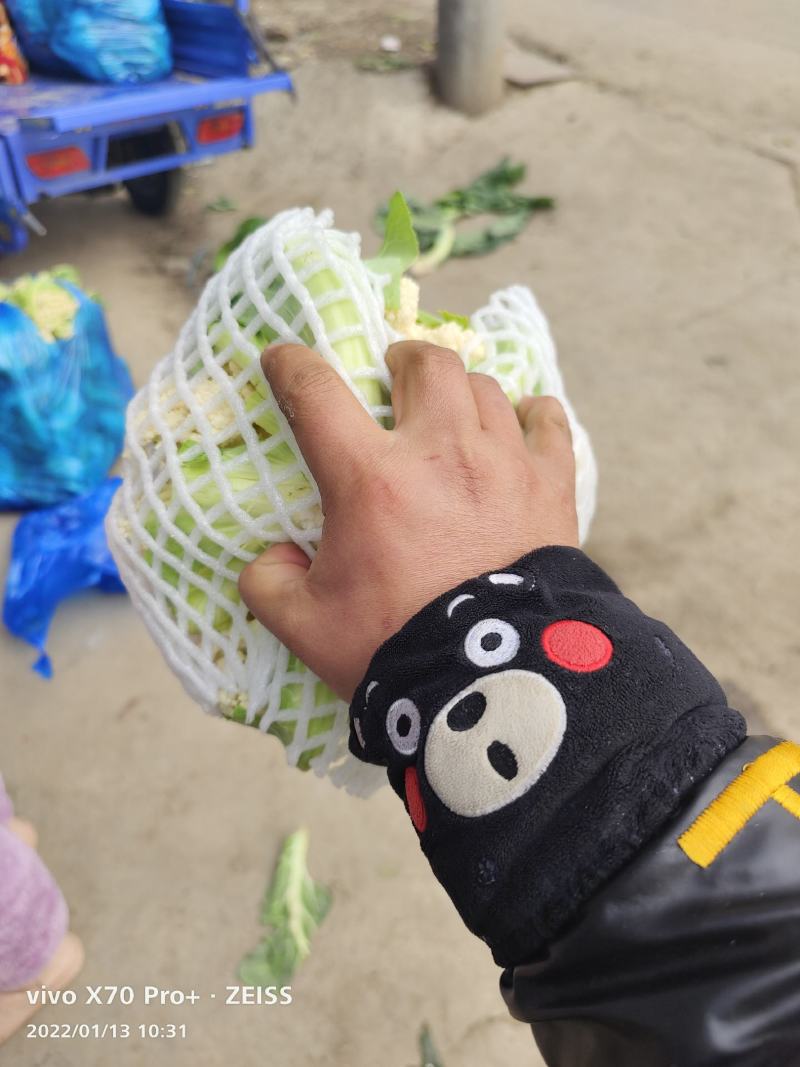 安徽有机花菜新鲜有机白花菜花散花现采现摘精品菜花