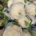 安徽有机花菜新鲜有机白花菜花散花现采现摘精品菜花