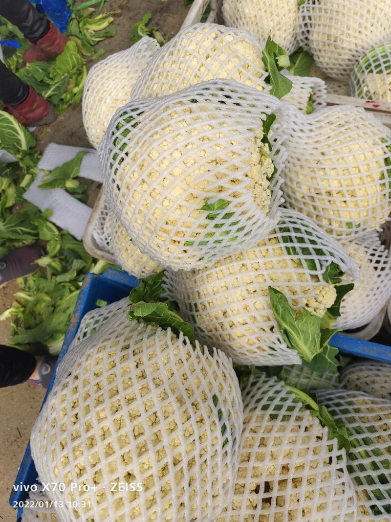 安徽有机花菜新鲜有机白花菜花散花现采现摘精品菜花