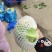 安徽有机花菜新鲜有机白花菜花散花现采现摘精品菜花