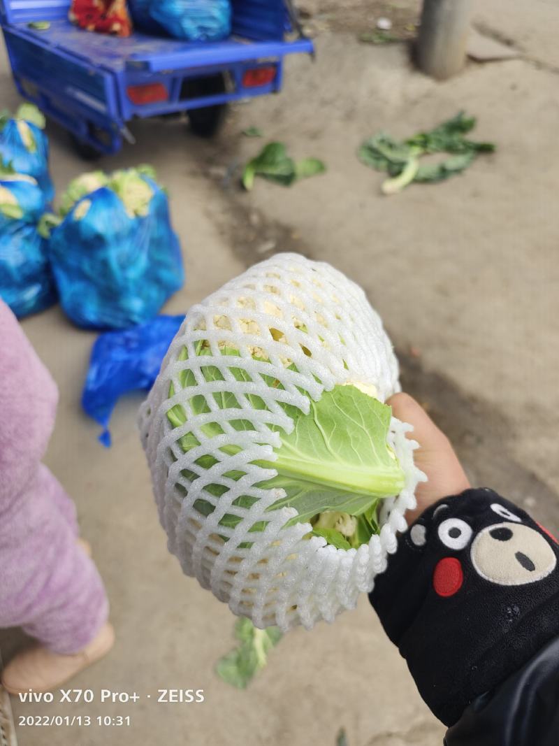 安徽有机花菜新鲜有机白花菜花散花现采现摘精品菜花
