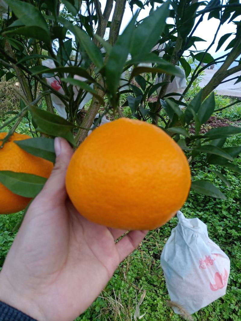 武胜大雅柑