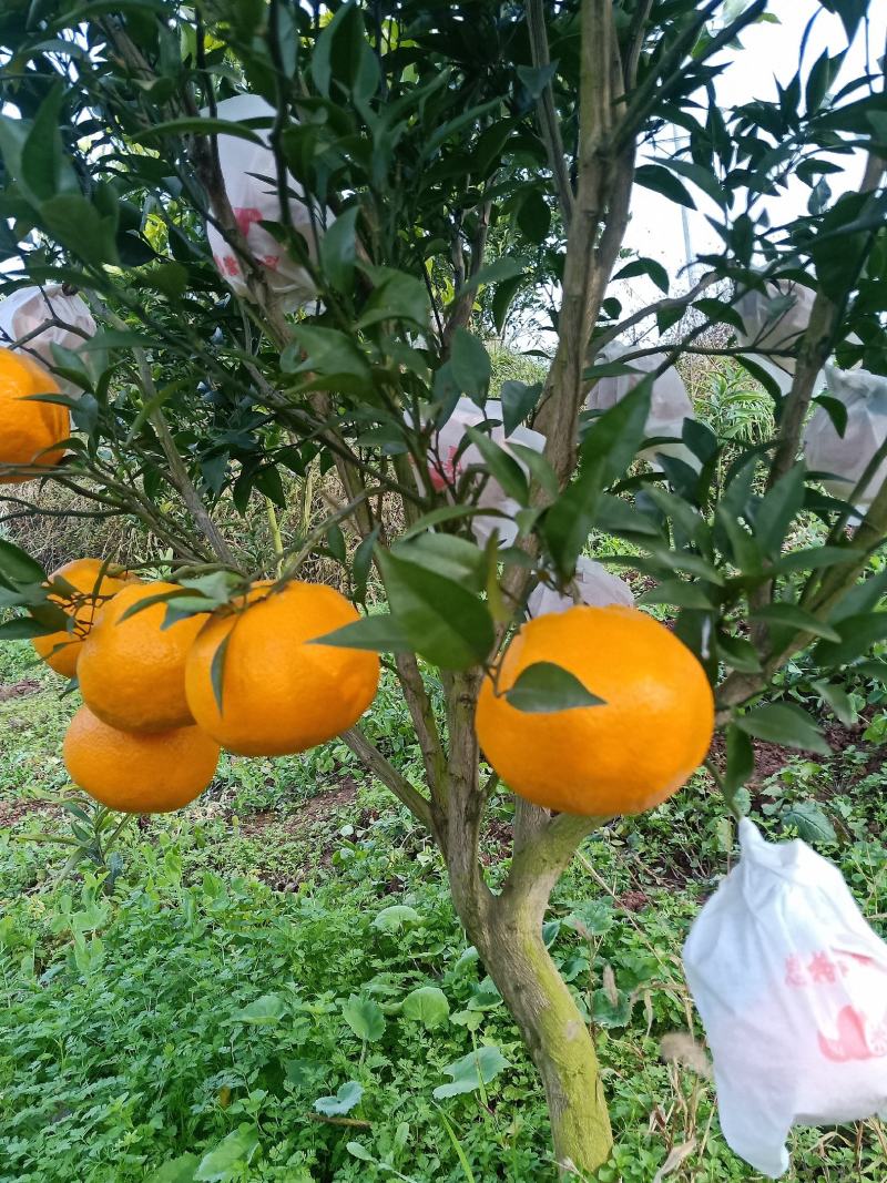 武胜大雅柑
